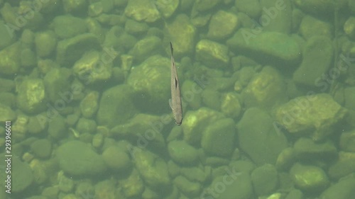 River trout with a bed of stones, catching a mosquito floating in the water