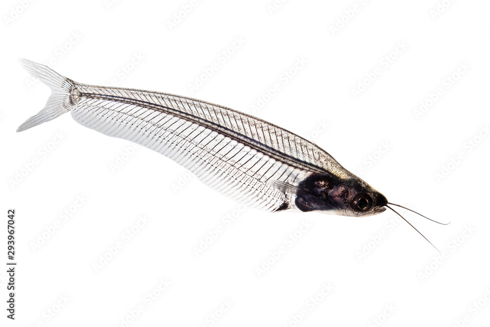 custom made wallpaper toronto digitalGlass catfish - kryptopterus bicirrhis in front of a white background