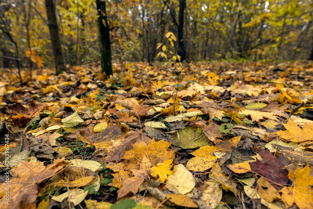 autumn leaves background