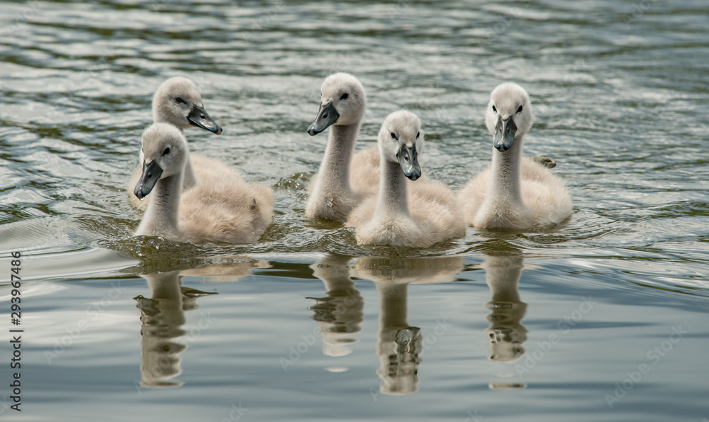 Fototapeta premium young swans swimming