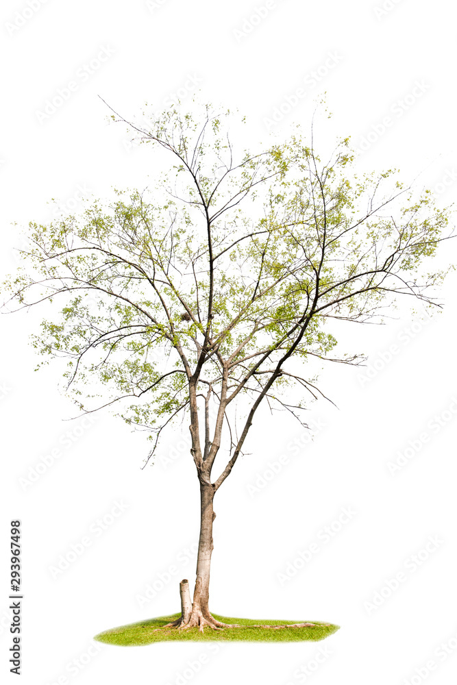 Obraz premium Isolated trees on white background , The collection of trees. 