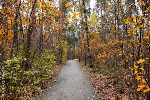 Evening in Serebryany Bor Park. The trail in autumn forest  Moscow  Russia