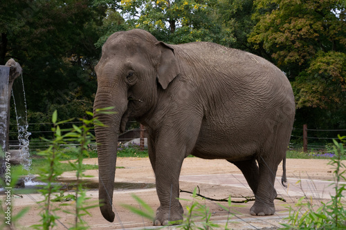 Indischer Elefant 