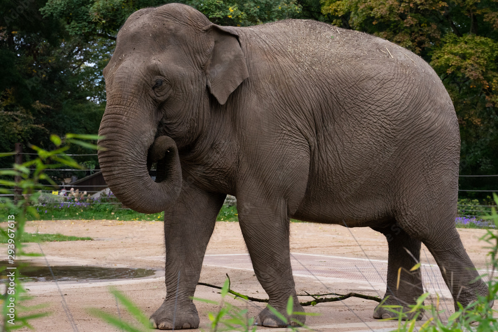 Naklejka premium Elefant mit rundem Rüssel