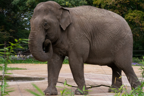 Elefant mit rundem R  ssel