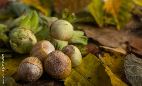 freshly harvested organic hazel nuts on a autumn theme background