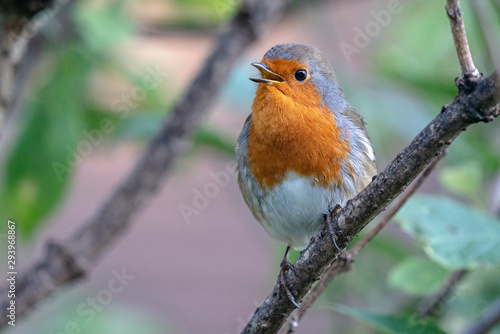European Robin (British)