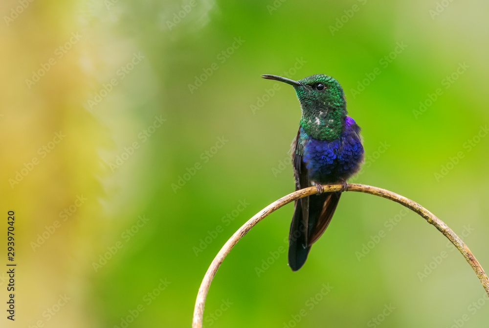 Obraz premium Fork-tailed Woodnymph - Thalurania furcata, beautiful neck-shining hummingbird from Andean slopes of South America, Wild Sumaco, Ecuador.
