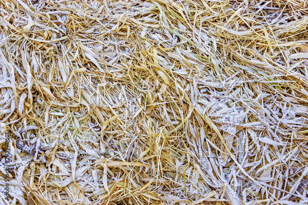 natural frost texture on a dried grass natural frost texture on a dried grass