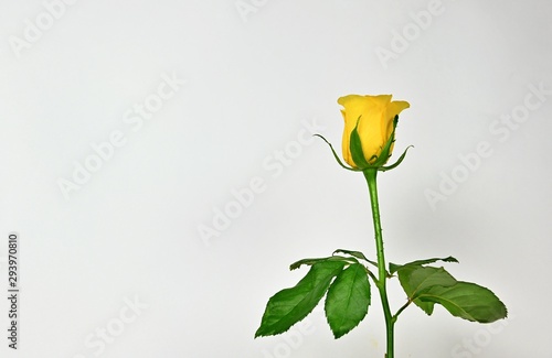 Beautiful Yellow Rose with Green Leaves in White Background