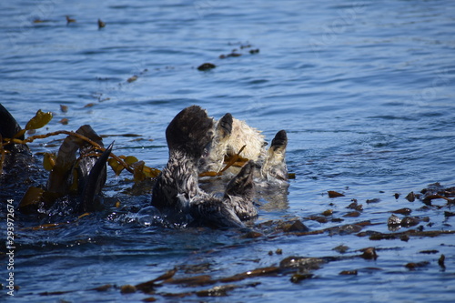 Sea Otters In Morro Bay California