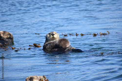 Sea Otters In Morro Bay California © william
