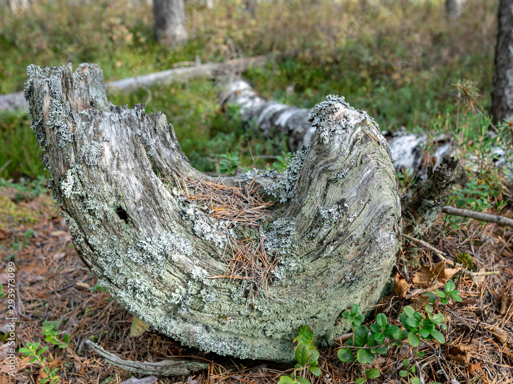 picture with old and broken tree stump picture with old and broken tree stump