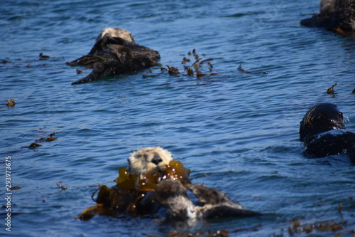 Sea Otters In Morro Bay California