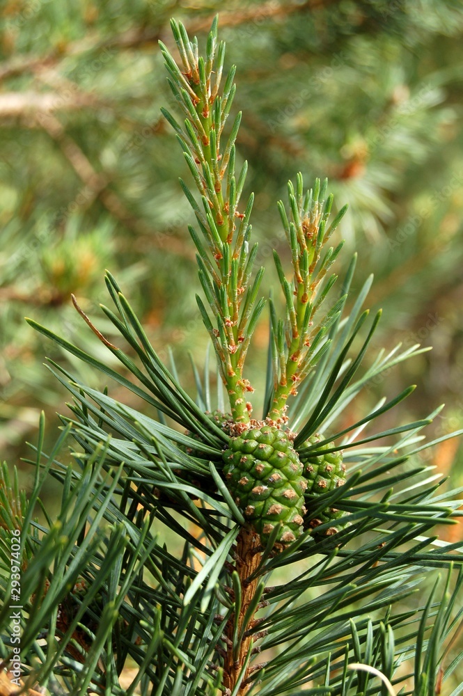 green fresh new pine spruce branch with pine cone nature green fresh new pine spruce branch with pine cone nature
