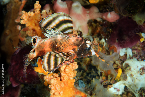 Spotted lionfish, Dendrochirus biocellatus, Sulawesi Indonesia. photo