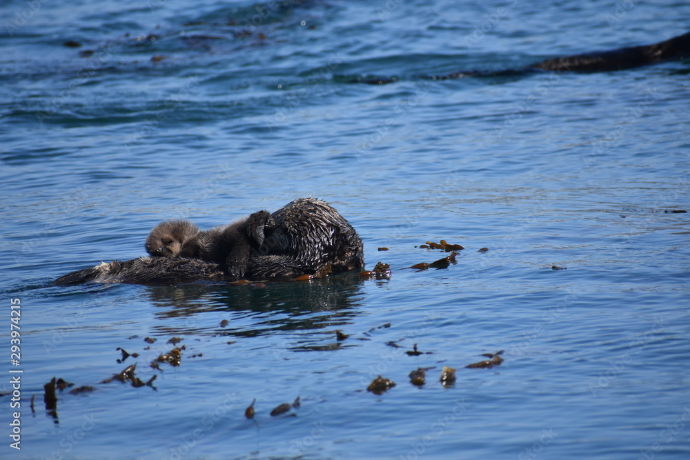 Obraz premium Sea Otters In Morro Bay California