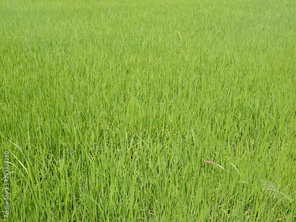view of green rice plant in paddy fields texture background.