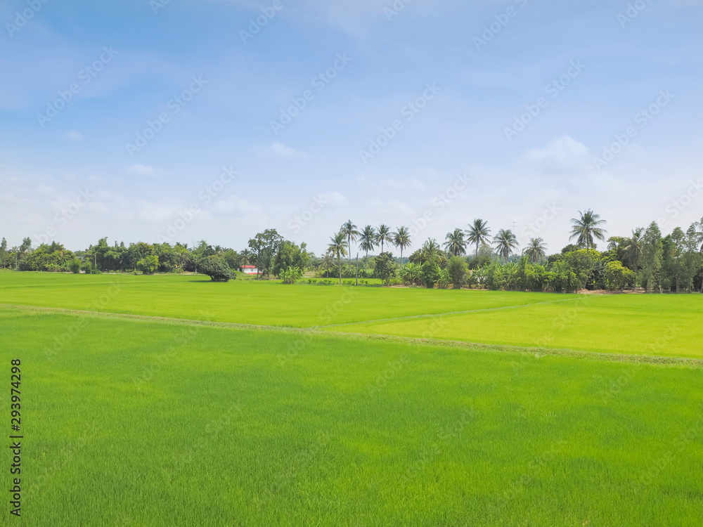 view of green rice paddy fields plantation with banana and coconut trees and blue sky background, Ban Pae village, Ban Pong District, Ratchaburi, west of Thailand.