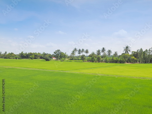 Fototapeta Naklejka Na Ścianę i Meble -  view of green rice paddy fields plantation with banana and coconut trees and blue sky background, Ban Pae village, Ban Pong District, Ratchaburi, west of Thailand.