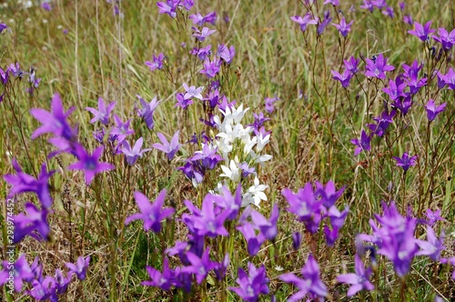Little violet and white flowers, bells flowers natural in the field