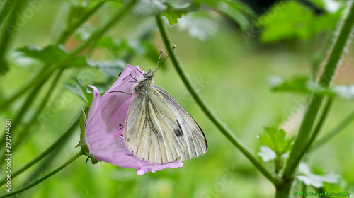 Farfalla Green-veined White e il fiore della malva