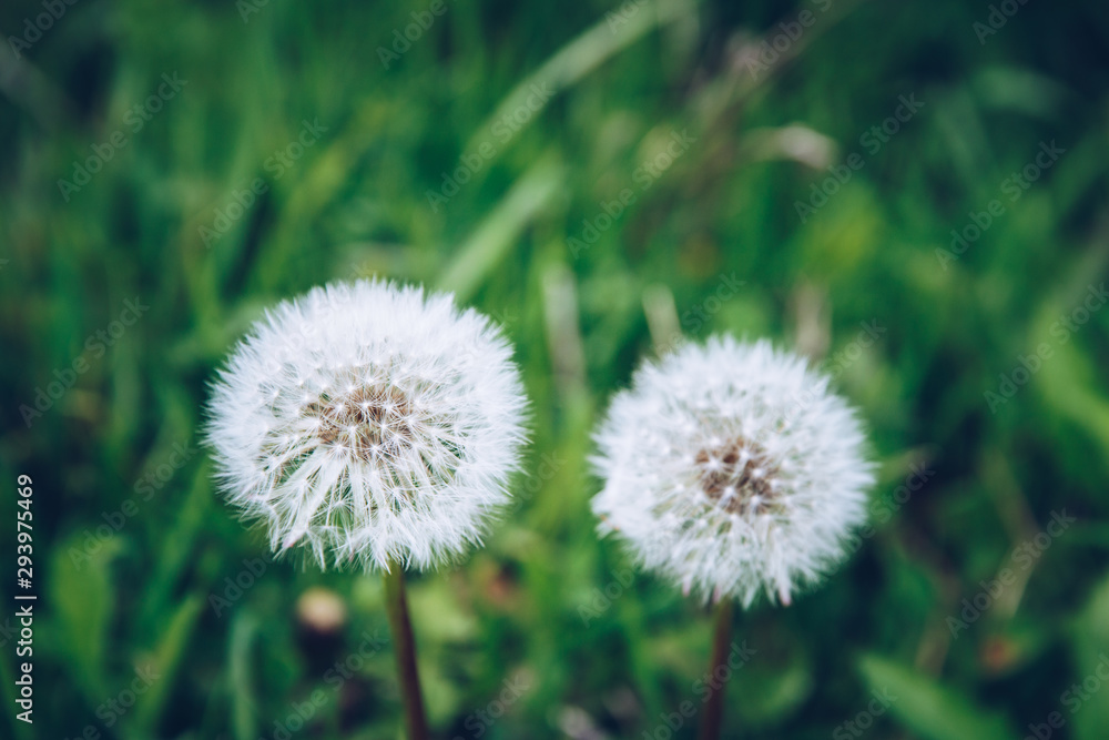 Top view of a common dandelion Taraxacum officinale, a flowering herbaceous perennial plant of the family Asteraceae. The round ball of silver tufted fruits is called a blowball or clock Top view of a common dandelion Taraxacum officinale, a flowering herbaceous perennial plant of the family Asteraceae. The round ball of silver tufted fruits is called a blowball or clock