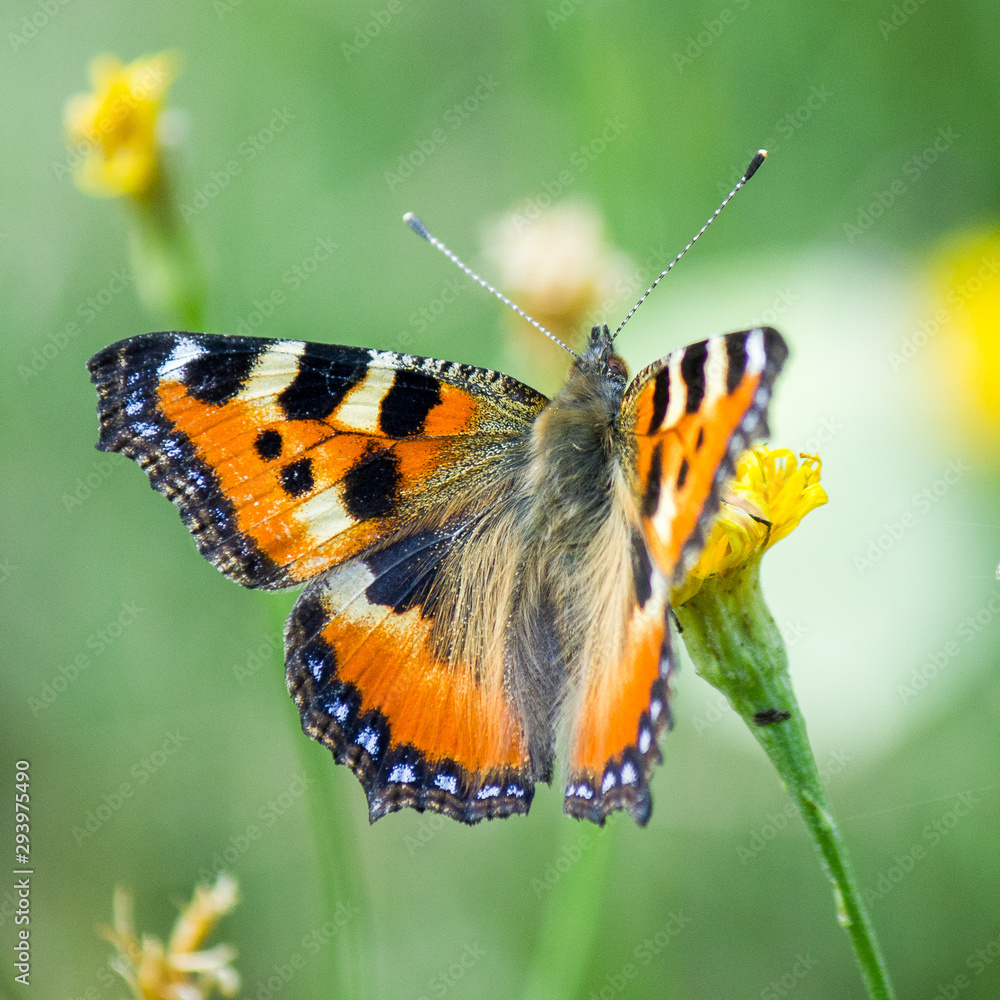 Obraz premium butterfly on flower