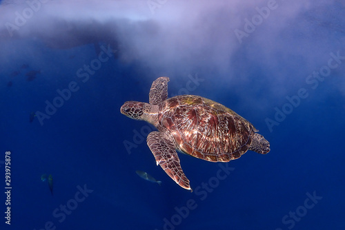 Sea turtle swimming in the blue sea, Similan, Thailand 