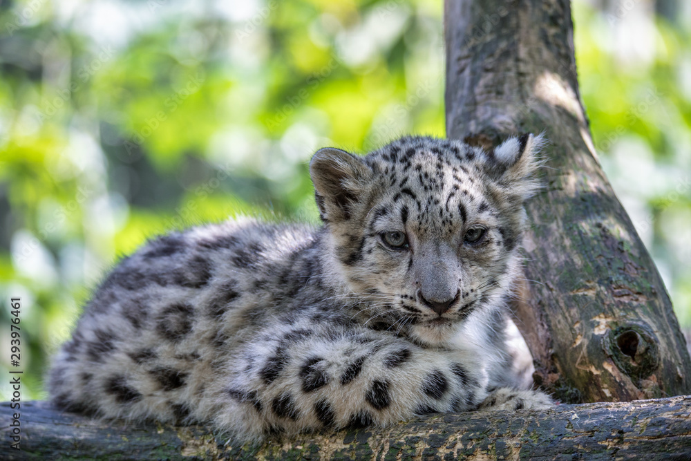 cute playful baby kitten of cat Snow Leopard, Irbis, Uncia Unca, eautiful wild cat cute playful baby kitten of cat Snow Leopard, Irbis, Uncia Unca, eautiful wild cat