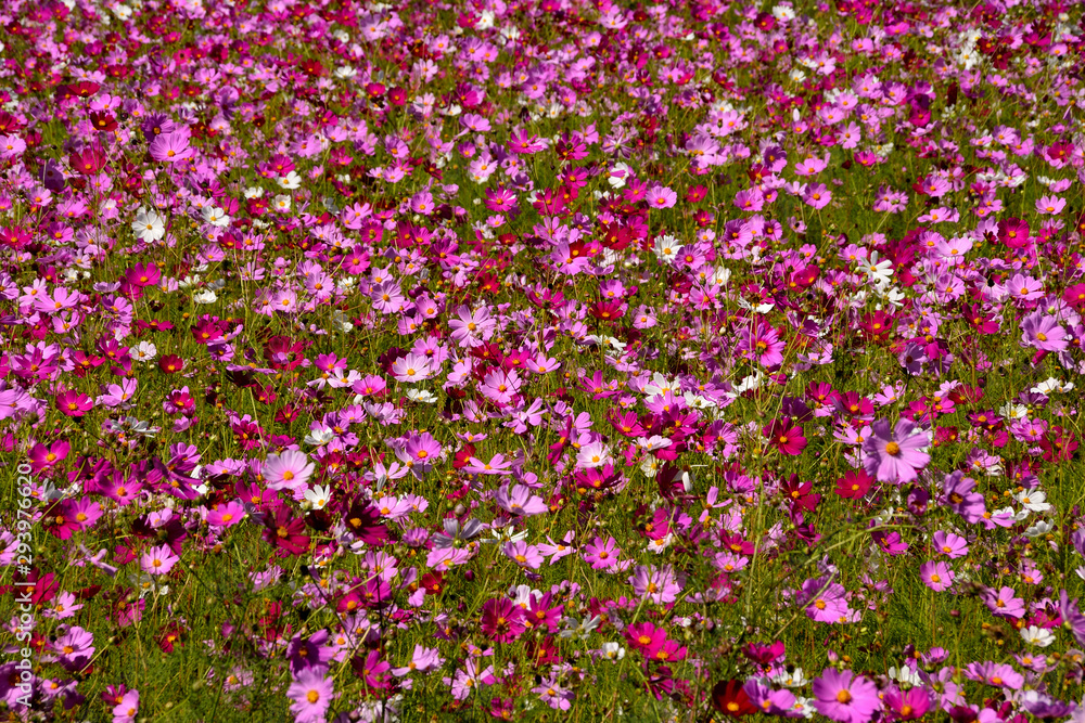 秋桜 秋桜