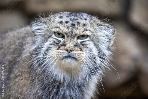 Photography portrait of beautiful cat, Pallass cat, Otocolobus manul