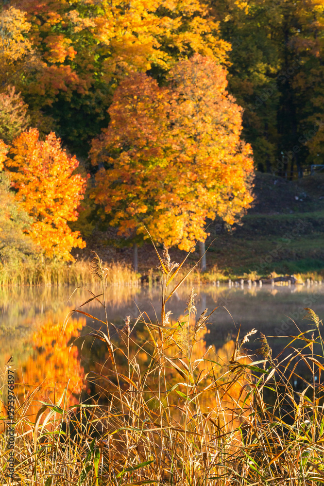 Fototapeta premium Autumn colored woods on the lake