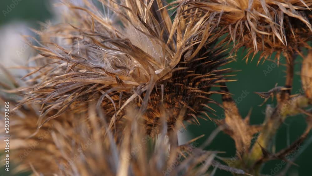 dry old flower close up dry old flower close up