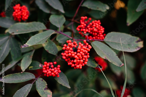 red berries with green leaves