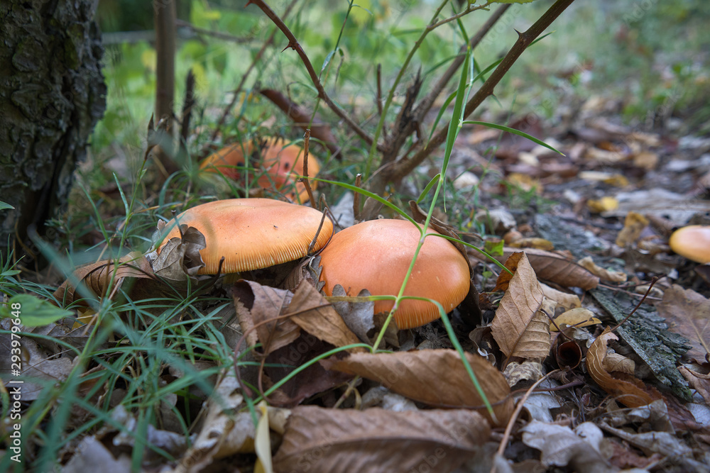 Funghi del Piemonte Funghi del Piemonte