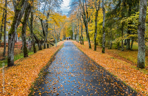 Rainy autumnal day in old abandoned botanical park, Europe