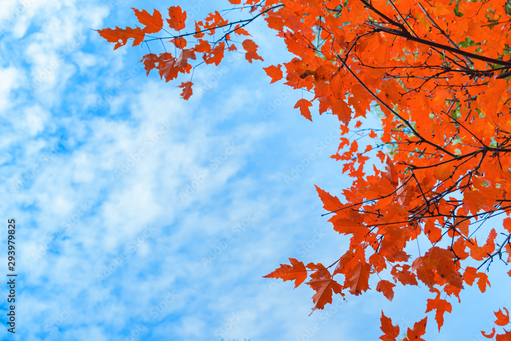 Autumn leaves tree branches against the sky. Autumn landscape natural background. Horizontal frame Autumn leaves tree branches against the sky. Autumn landscape natural background. Horizontal frame
