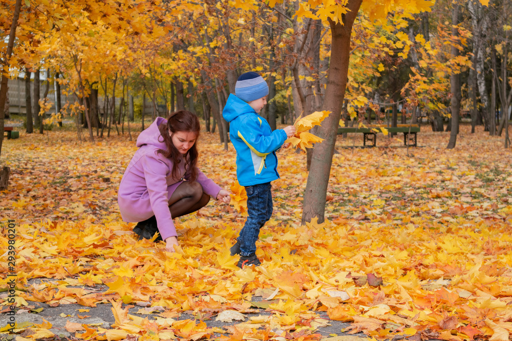 Mother and son in the autumn in the park collect bouquets of fallen yellow maple leaves. The concept of a family walk on outdoors in the autumn season.