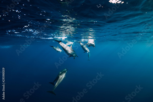 Spinner dolphins underwater in ocean © artifirsov