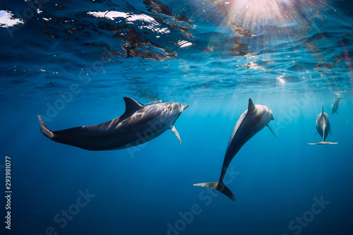 Fototapete Spinner dolphins underwater in blue ocean with light