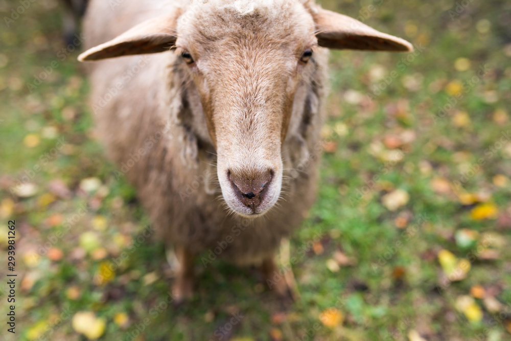 Curious young sheep looking in to the camera, shallow depth of field, focus on the sheep's nose. Curious young sheep looking in to the camera, shallow depth of field, focus on the sheep's nose.