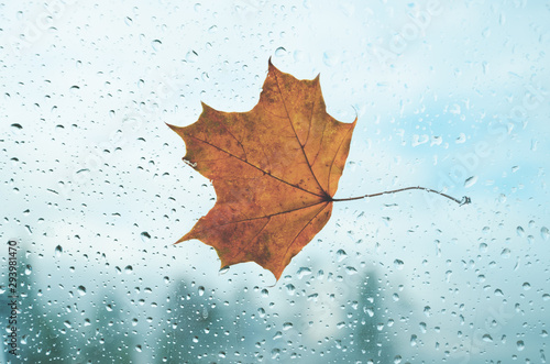 Maple autumn leaf on a glass with water drops