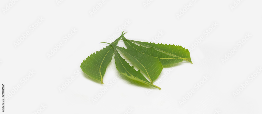 Medicinal Neem Leaves on a white background Medicinal Neem Leaves on a white background