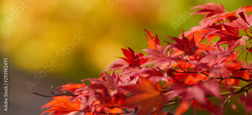 autumn leaves background, very shallow focus