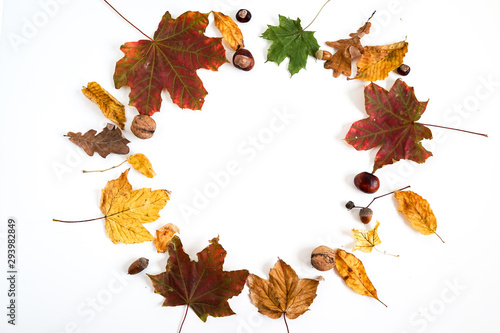 Autumn leaves isolated on white background in a round composition with copy space