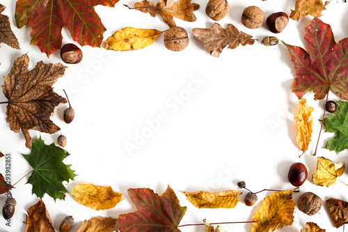 Frame of autumn leaves on white background with copy space