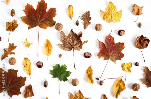 Colorful autumn leaves background texture