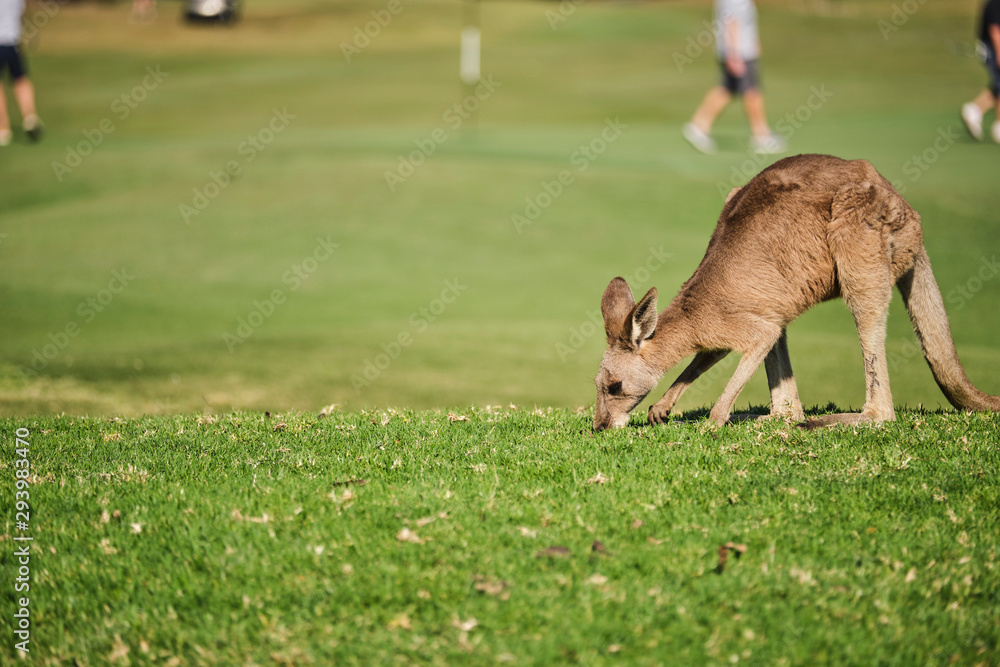 Wild Kangaroo on golf course with people playing golf, Australia Wild Kangaroo on golf course with people playing golf, Australia
