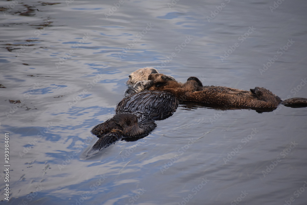 Sea Otter Floating in Morro Bay with Baby sea otter